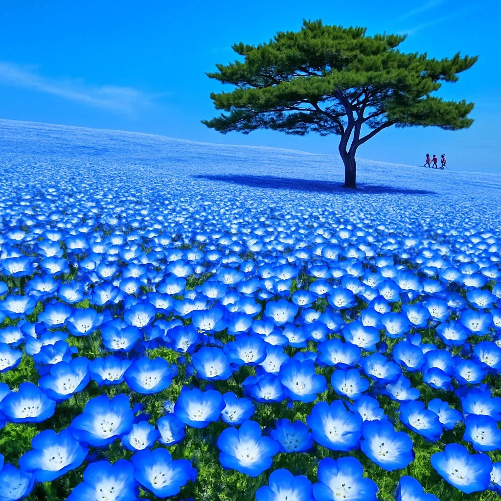 Baby Blue Eyes Seeds - 1000+ Nemophila Menziesii Wildflower Ground Cover for Gardens & Landscaping