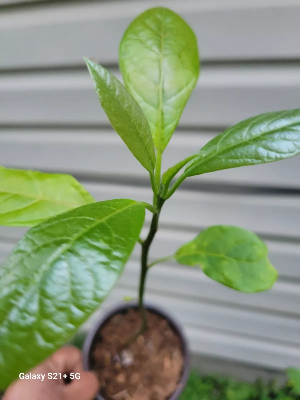 Hass Avocado Tree 6-12 Inches Tall - Persea americana Indoor/Outdoor Plant