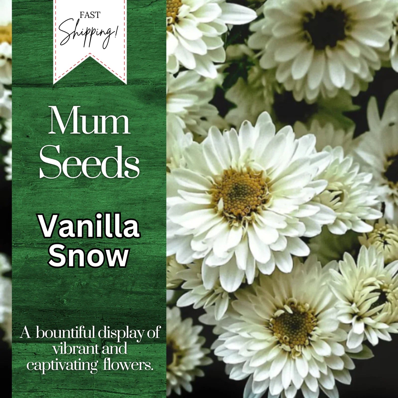Vanilla Snow Mum Seeds | Chrysanthemum morifolium | White Annual Flowers | 200+ Seeds for Garden & Containers