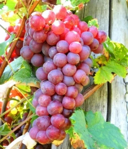 Live Seedless Red Reliance Grape Vine Plant - Well-Rooted Vitis vinifera for Garden & Patio