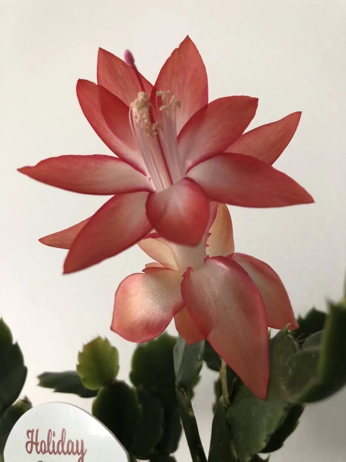 Christmas Cactus Set of 6 - Orange Schlumbergera with Rooted Plants & Cuttings