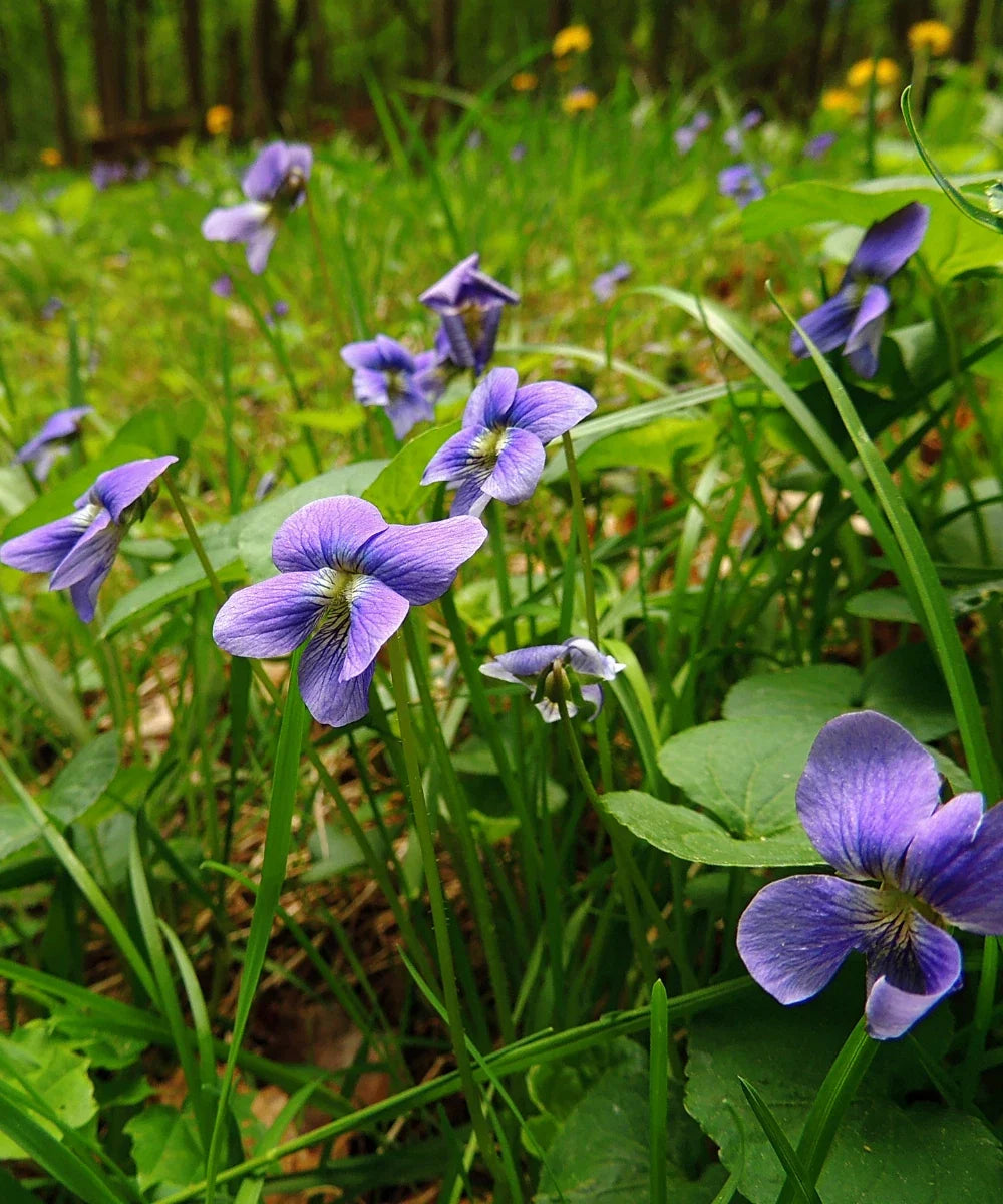 Wild Violets Plants - 10 Bare Root Viola sororia Edible Ground Cover Flowers for Gardens, Borders, Containers