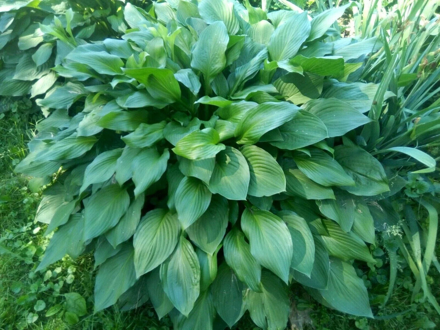 Hosta Eyes Live Plants 6-Pack Bare Root Perennial with Purple Flowers, Green Foliage, Hosta spp.