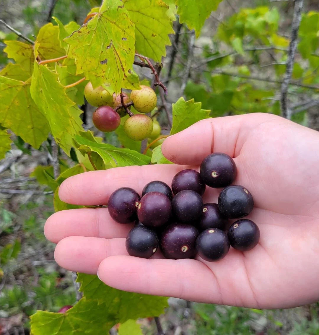 Wild Muscadine Seeds 5 Pack Vitis rotundifolia Large Sweet Fruit Florida Vine