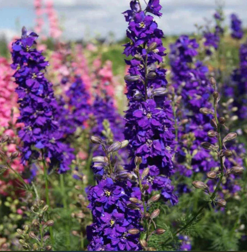 Delphinium LILAC SPIRE Purple Larkspur Seeds – 100 Non-GMO, Early Blooming Cut Flowers for Gardens & Bouquets