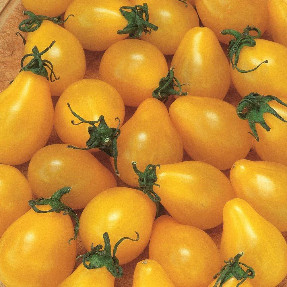 Yellow Pear Tomato Seeds 100 Ct Heirloom Non-GMO Vegetable Garden Seeds