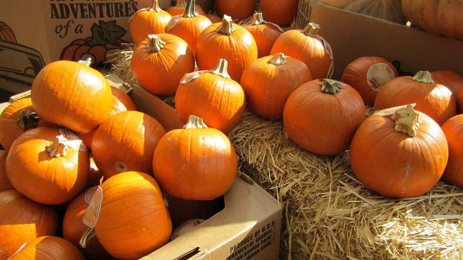 Sugar Pie Pumpkin Seeds - Small Round Cucurbita pepo for Pies, Fall Decor & Gardening, Pack of 7