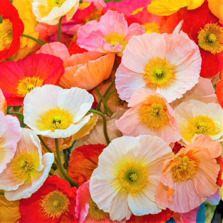 Iceland Poppy Seeds Champagne Variety | Papaver Nudicaule Flower Seeds | 2025 Garden Seed Pack