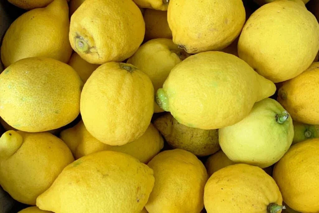 Verna Lemon Seeds Pack of 5+ | Citrus limon Fruit Tree Seeds for Garden Planting | Fast Shipping USA