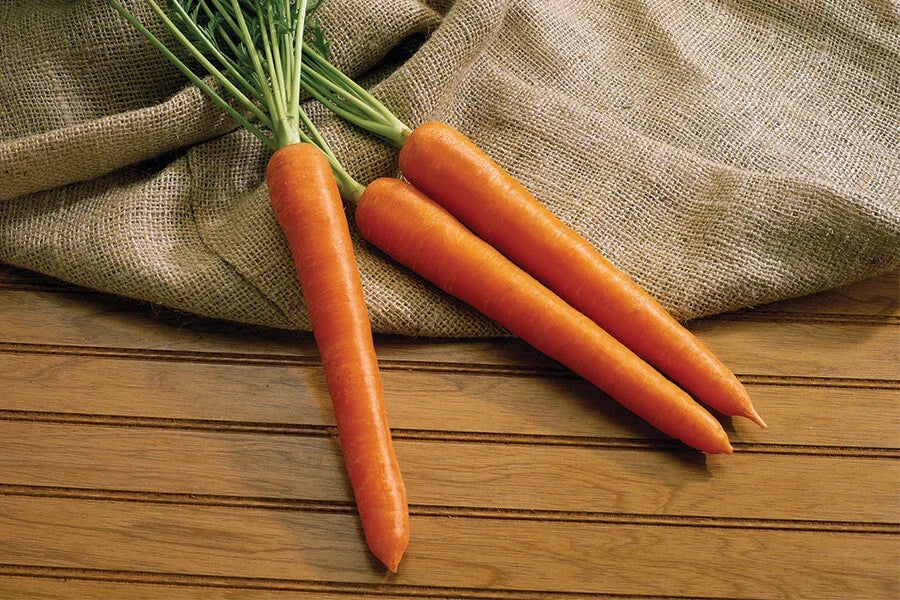 Olympus Carrot Seeds - 1000+ Non-GMO Daucus carota for Home Garden Planting, Full Sun, Well-Drained Soil