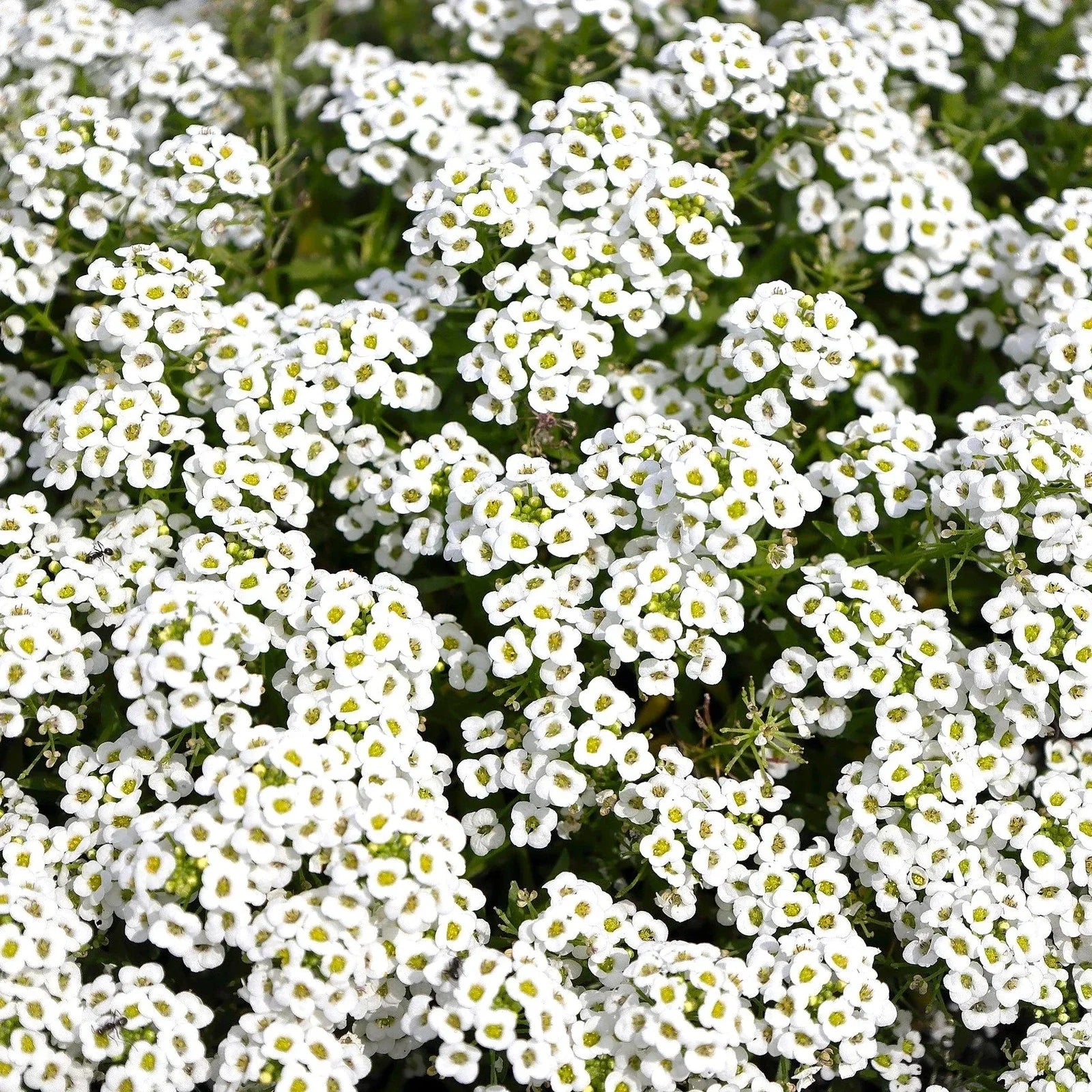 Carpet of Snow Sweet Alyssum Seeds - Lobularia Maritima, White Flowering Annual for Ground Cover & Borders