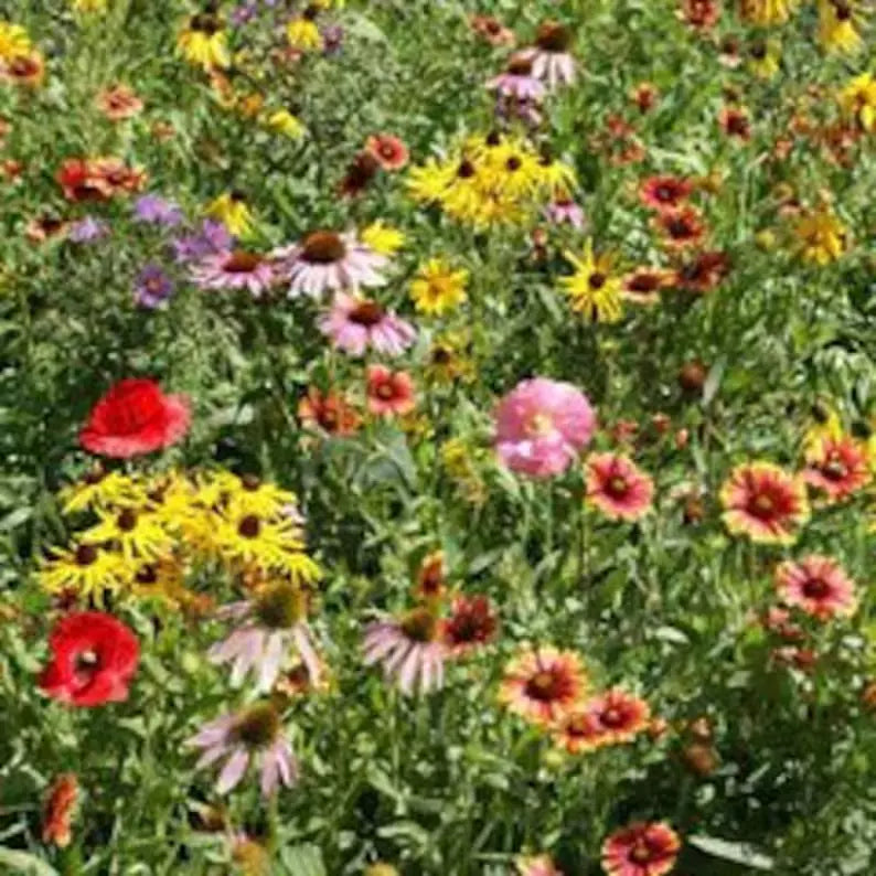 Wildflower Mix Seeds - 200 Perennial Organic Native Seeds for Pollinators - USA Grown, Assorted Colors, Easy to Grow