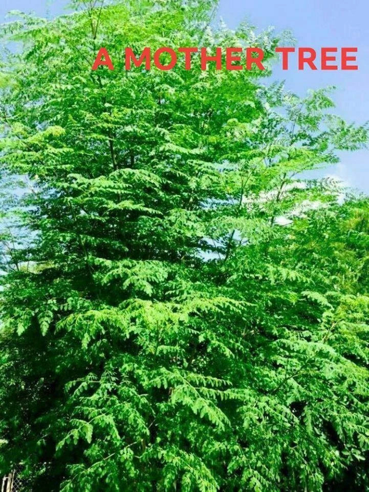 Moringa Oleifera Cutting 1" Diameter 24" Drumstick Stem - Tree of Life, Miracle Tree, Fast-Growing Perennial Shrub
