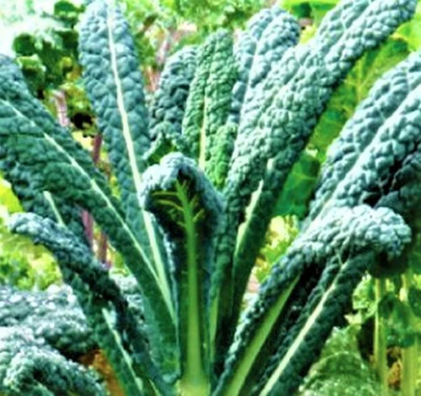 Lacinato Kale Seeds, Organic Non-GMO Brassica oleracea var. sabellica, 200+ Planting Seeds for Home Gardening