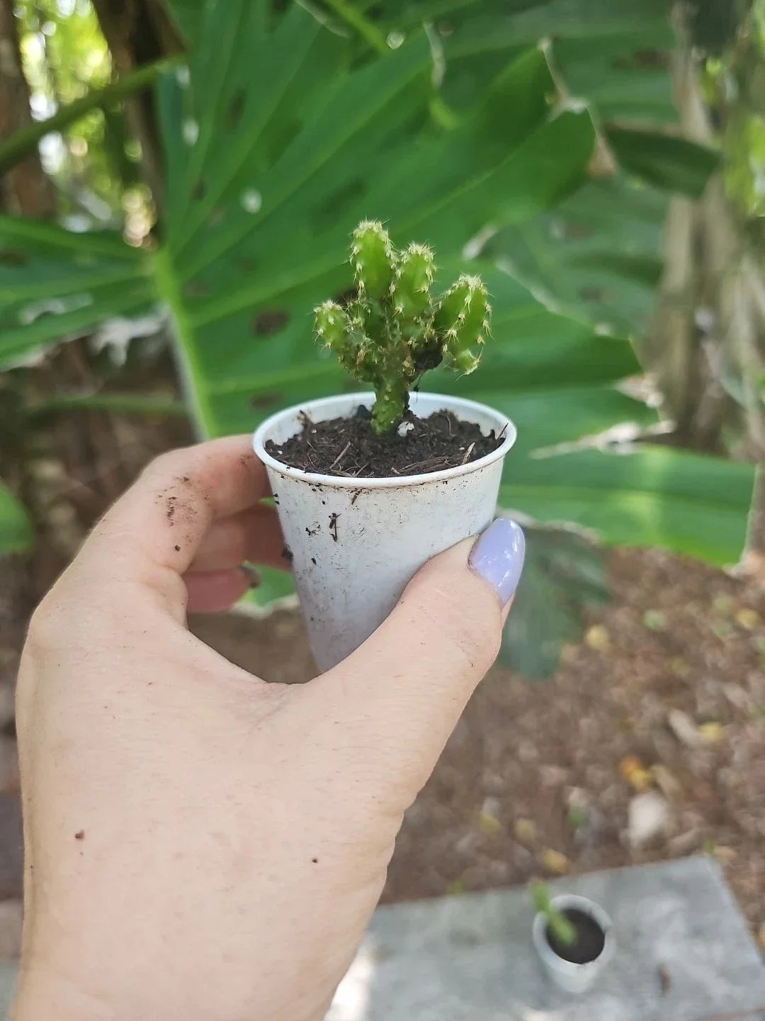 Baby Fairy Castle Cactus (Acanthocereus Tetragonus) 2.5 in Pot - Unique Indoor Succulent