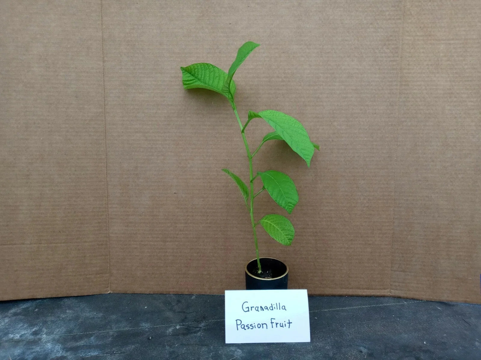 Yellow Passion Fruit Plant - 6-8 Inch Live Starter, Passiflora edulis, Edible Vine, Non-GMO, Tropical Fruit, Free Shipping