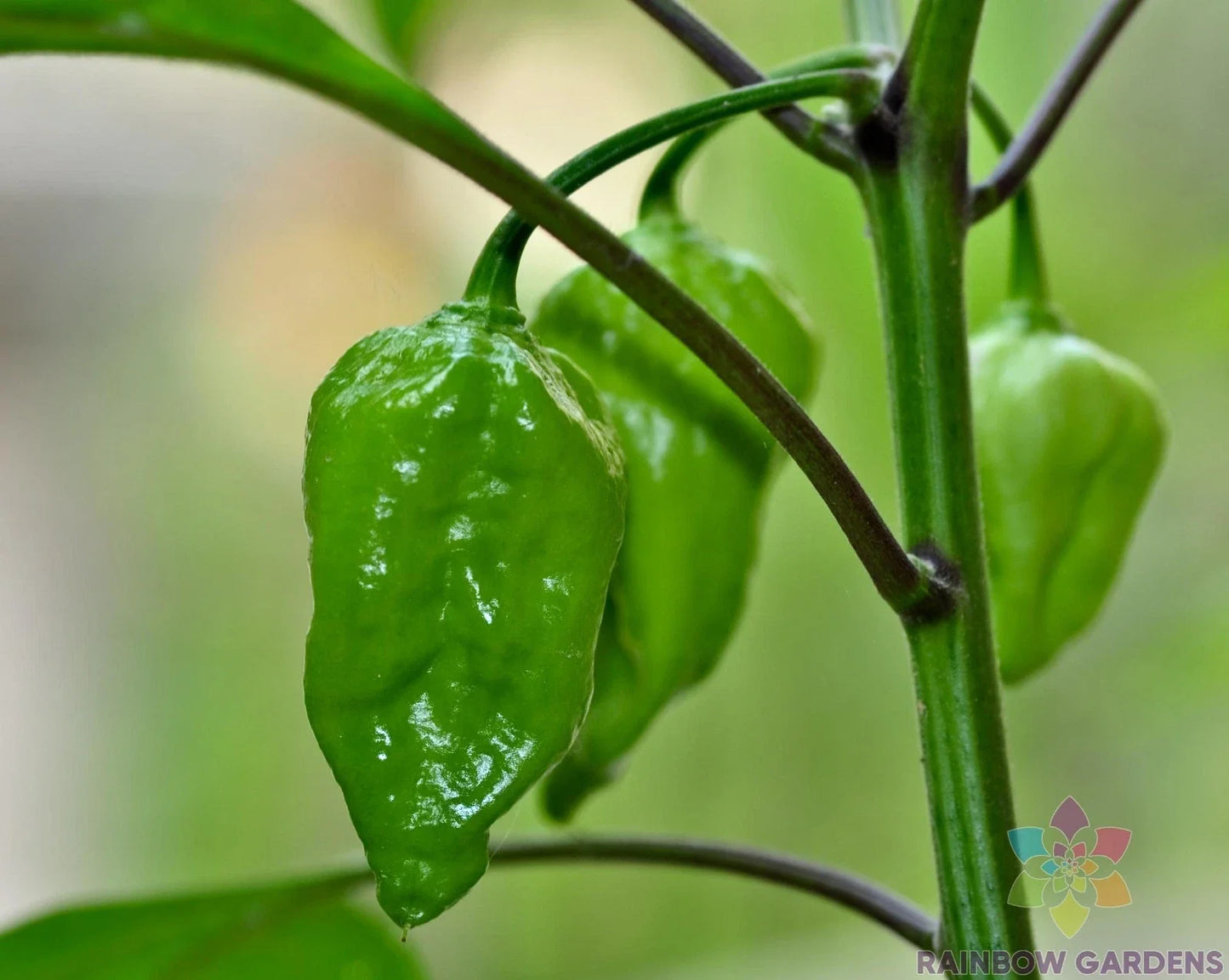 Naga Morich Hot Pepper Seeds – 25+ Count – Capsicum chinense – Fiery, High-Heat Chili for Garden or Pots