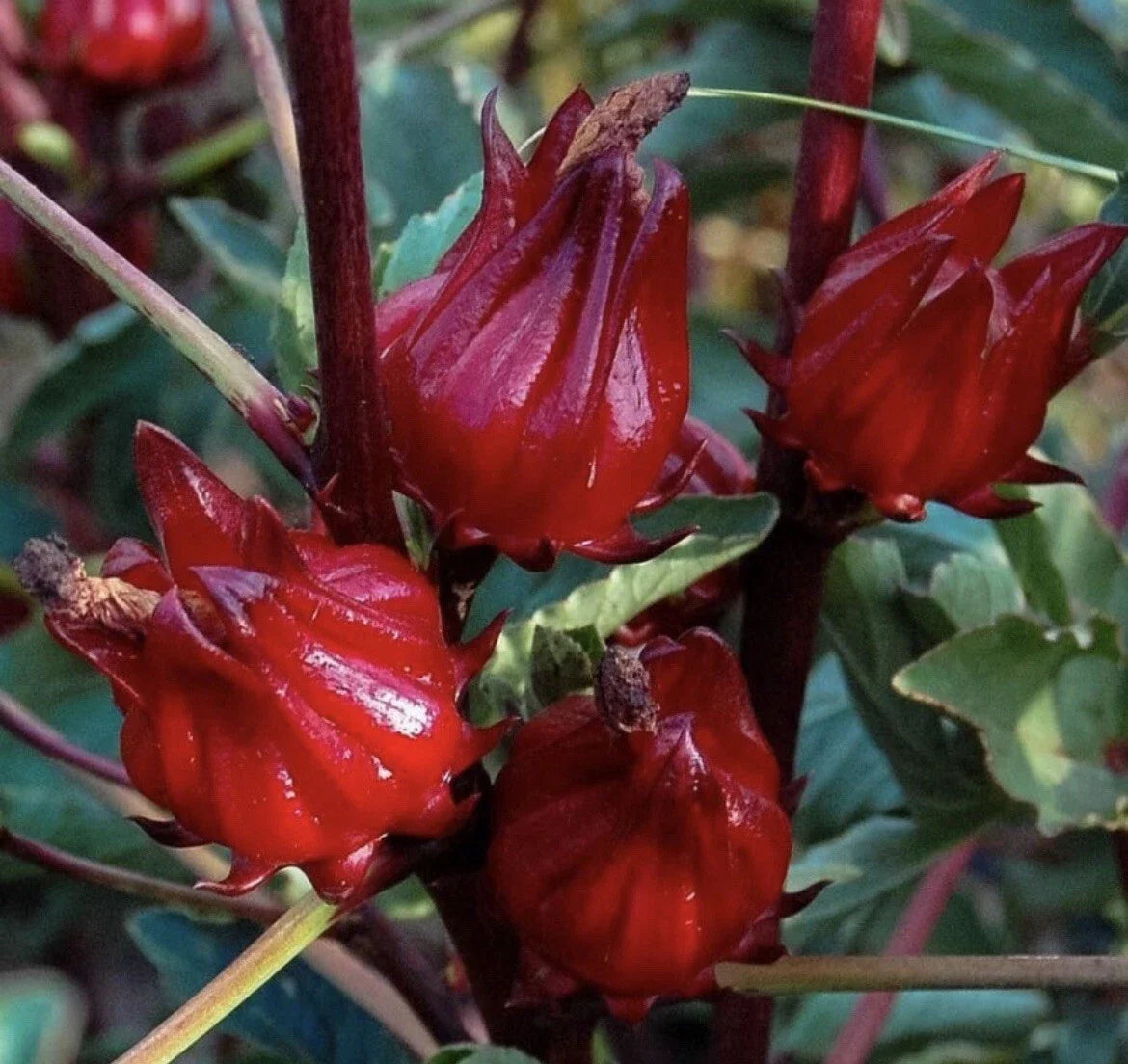 Roselle Seeds 25+ Pack | Hibiscus sabdariffa | Non-GMO Jamaican Sour-leaf Herb for Tea & Culinary