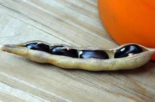 Black Valentine Bean Seeds - Heirloom, Non-GMO, Bush-Type, Phaseolus vulgaris, 100+ Seeds
