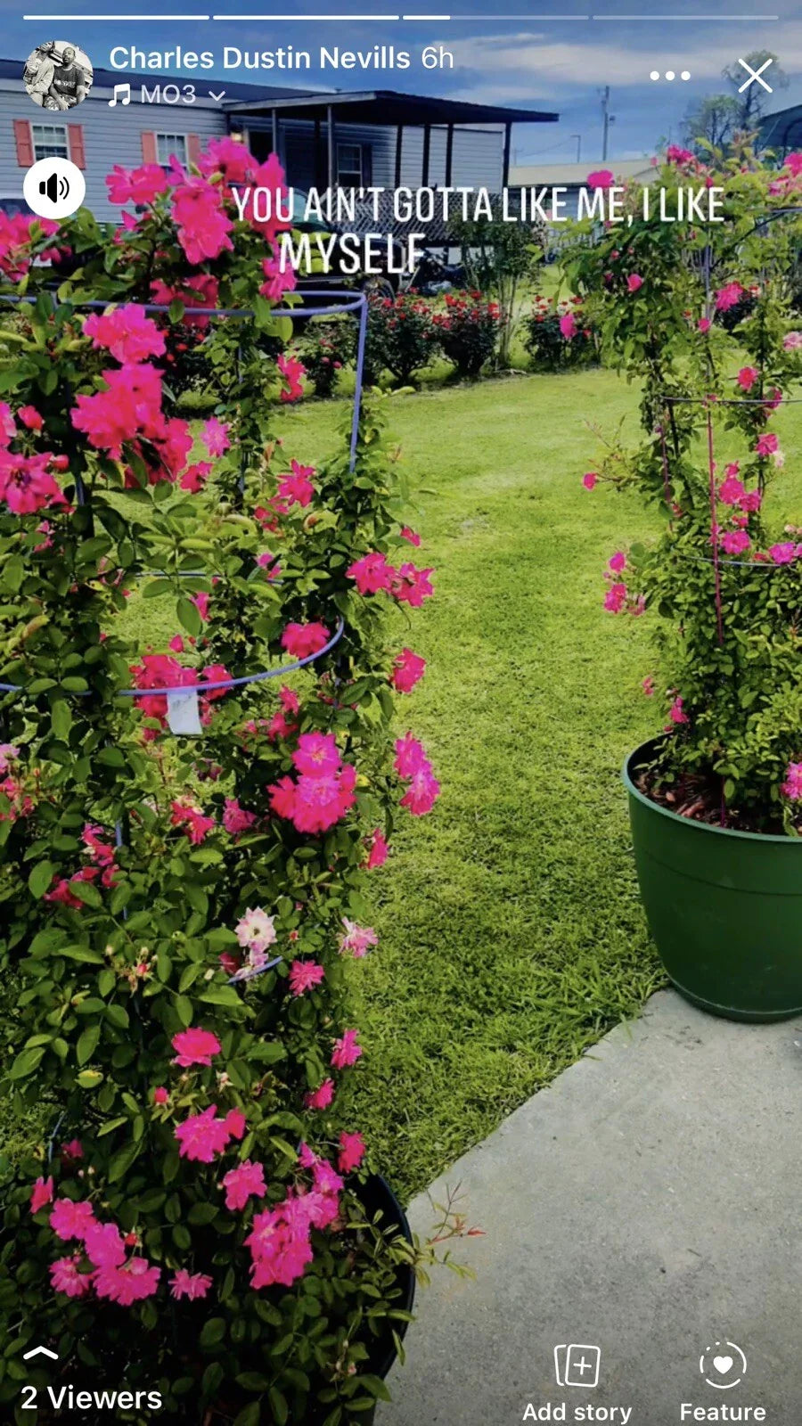 Peggy Martin Rose Cuttings - 10 Inch Climbing Rose Rosa 'Peggy Martin' for Gardeners and Landscaping