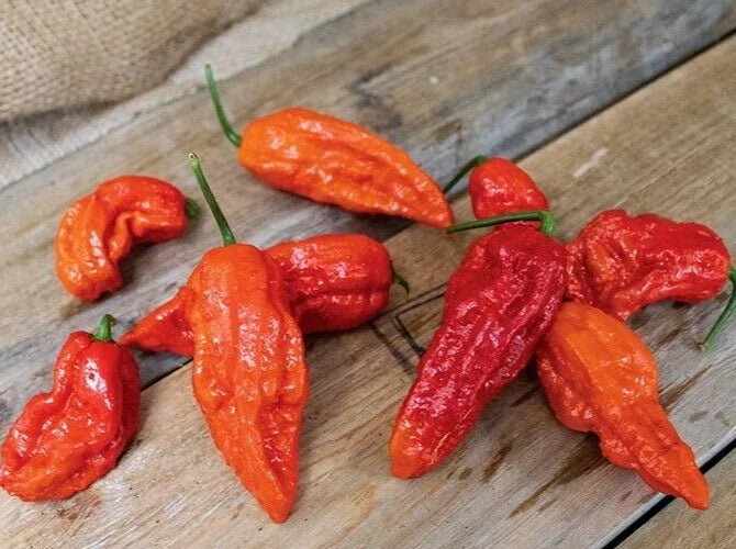 Bhut Jolokia Red Ghost Pepper Seeds - 25 Premium Capsicum chinense Super-Hot Seeds for Spicy Hot Sauce and Garden Cultivation