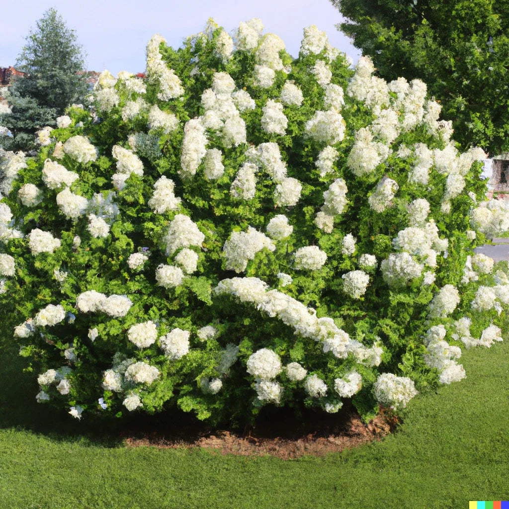 Hydrangea Seeds 50 Pack - White Flower Bush, Hedge, Shrub | Hydrangea quercifolia