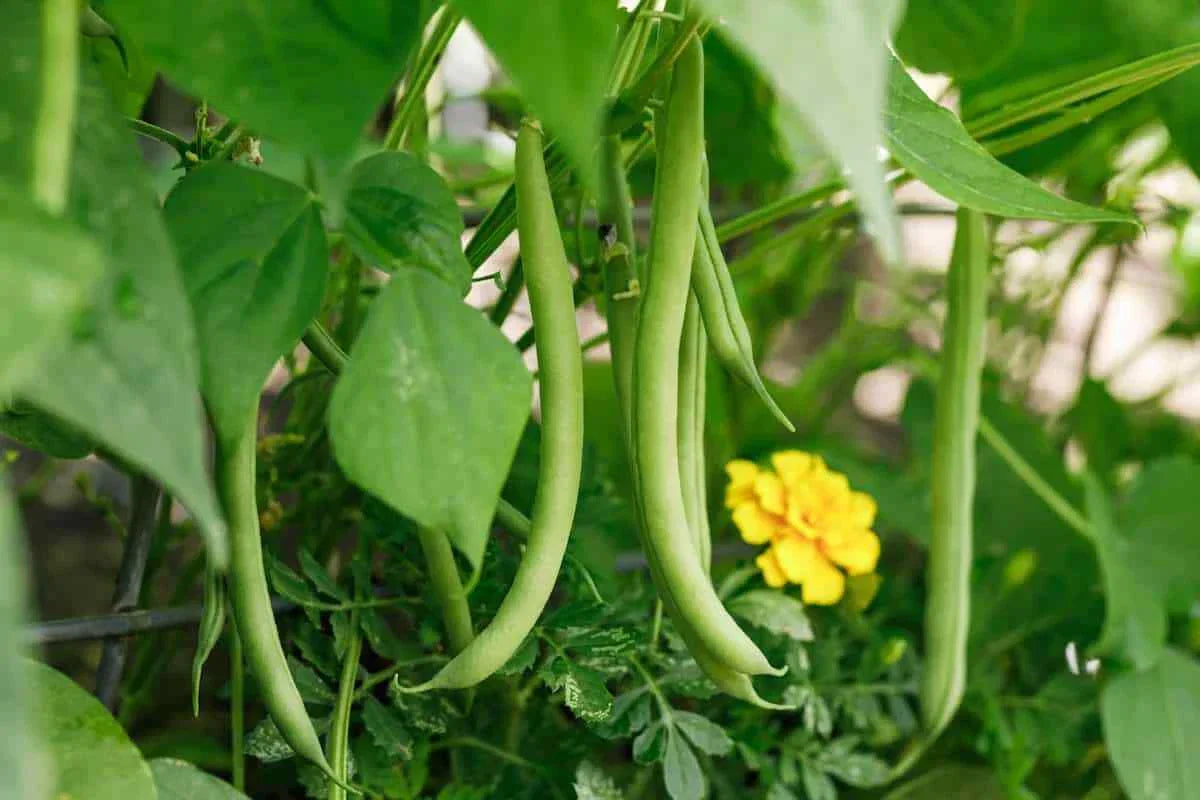Slenderette Bush Green Bean Seeds | Stringless, NON-GMO, Heirloom Phaseolus vulgaris
