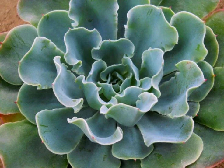 Echeveria Blue Frills 4 Inch Potted Succulent Plant with Ruffled Leaves
