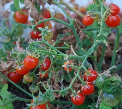 Tiny Tim Cherry Tomato Seeds - Dwarf Container Plant, Solanum lycopersicum, 50+ Seeds