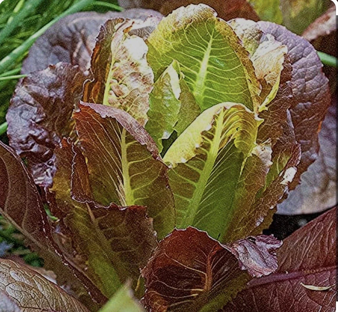 Rouge D'Hiver Romaine Lettuce Seeds - 700+ Non-GMO Open Pollinated Heirloom Variety for Salad Gardening