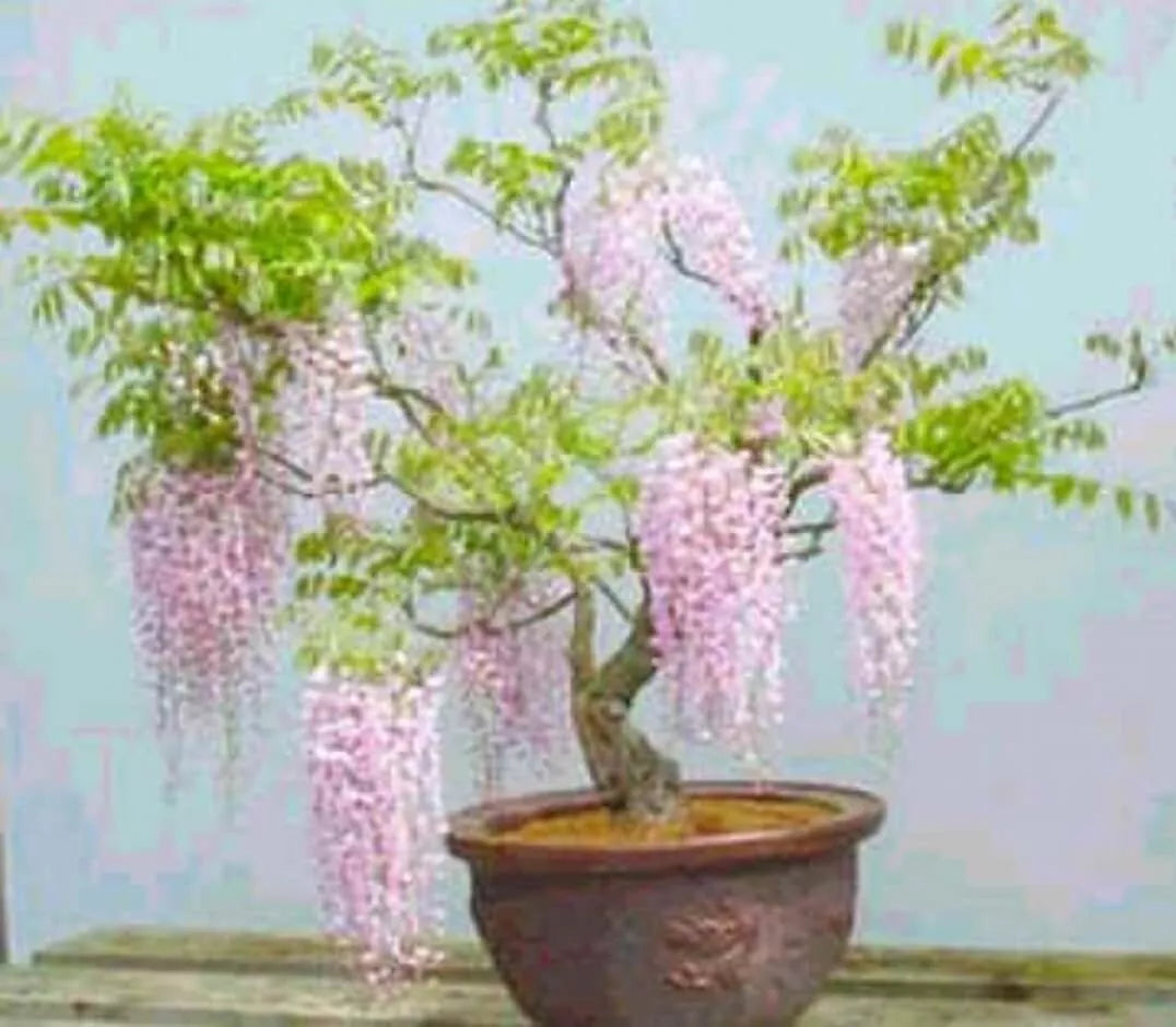 Rare Pink Wisteria Bonsai Tree Seeds - Flowering Wisteria floribunda, Compact, Pink Blossoms, Indoor & Garden Plant Seeds
