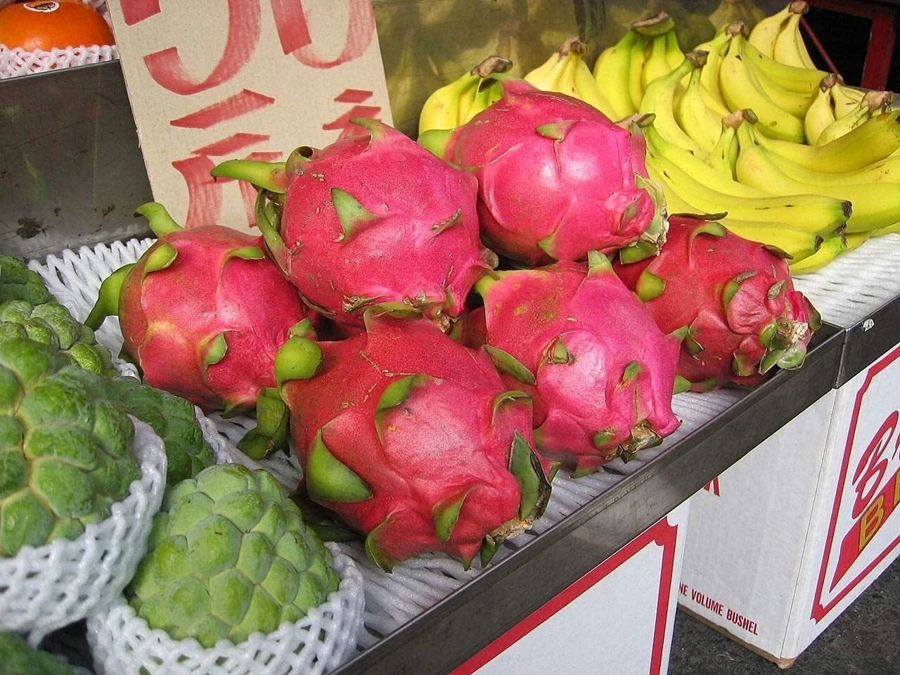 Dragon Fruit Seeds 100+ Pack | Pitaya Hylocereus Undatus | Exotic Fruit Seeds for Home Gardening