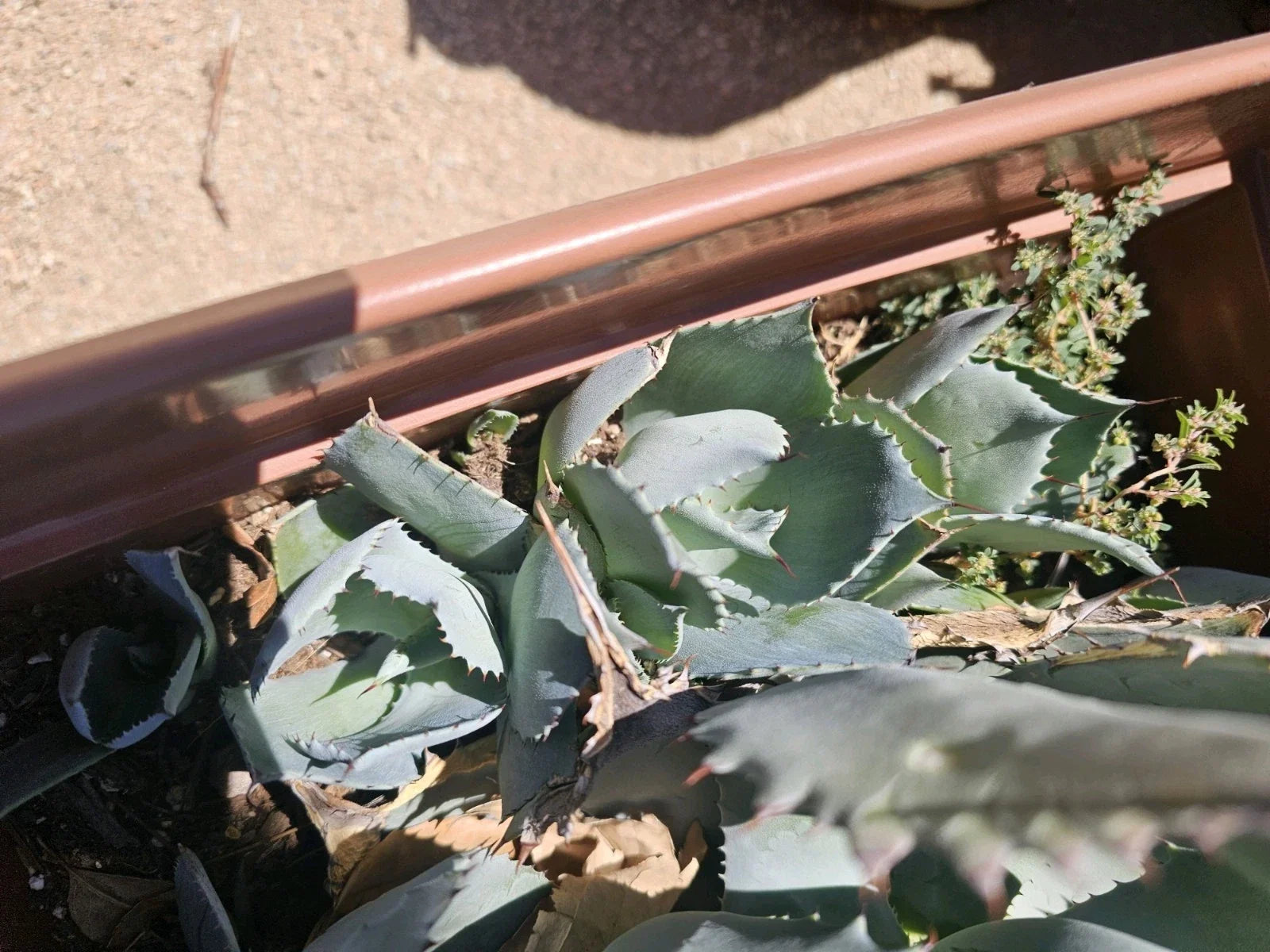 Agave Potatorum Pup Bare Root Succulent Plant 3-6" for Drought-Tolerant Gardens, Indoor & Outdoor Decor