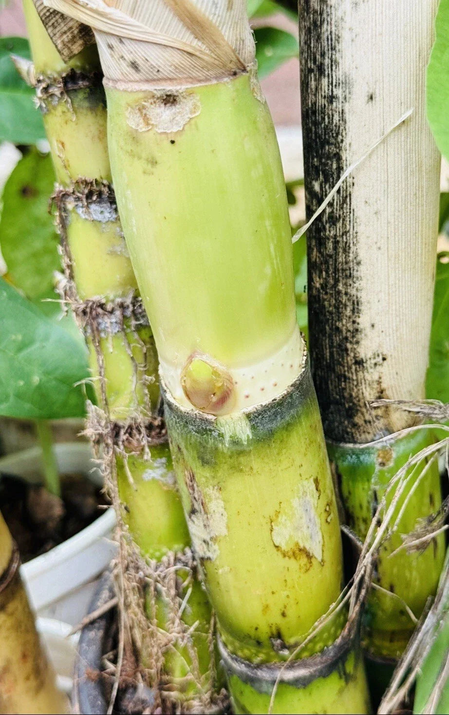4 PCS Green Sugarcane Live Plants - Sweet Juicy Cuttings Ready to Grow Saccharum officinarum