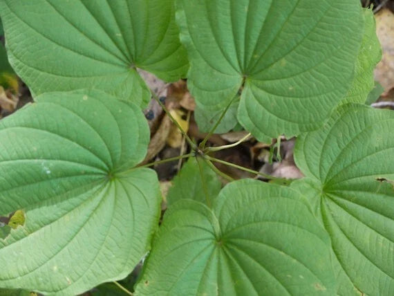 Wild Yam Bare Root Plants - Perennial Vine for Gardens & Landscapes - Dioscorea villosa, Climbing or Trailing, 10 Pack