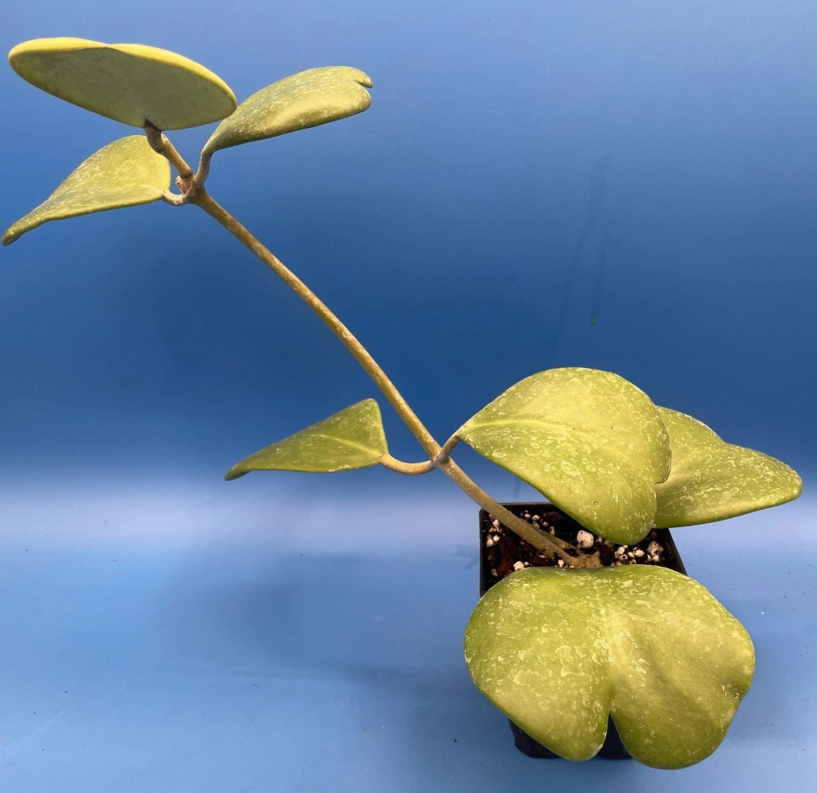 Hoya Kerrii Heart Plant 3.5" Pot Fully Rooted Indoor Succulent Houseplant