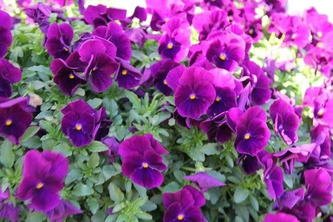 Hanging Pansy Seeds - 15 Pack Cool Wave Purple Viola x wittrockiana Trailing Flower Seeds