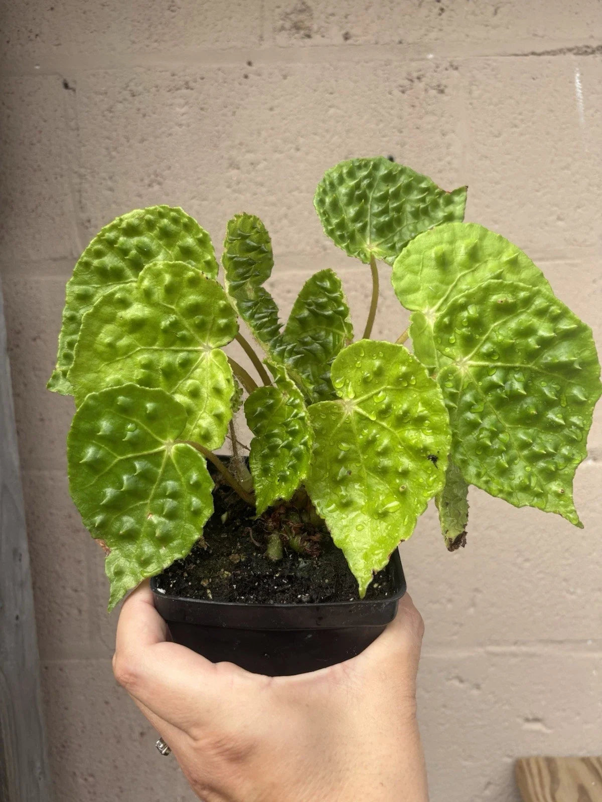 Rare Begonia Melanobullata Live Indoor House Plant in 4.5" Pot, Exotic Green Foliage, Easy Care, Low-Light Indoor Plant