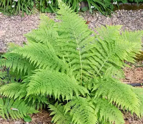 Lady Fern Bare-Root Plant | Bright Green Lacy Fronds | Athyrium Felix-Femina Native Perennial Shade Garden Plant