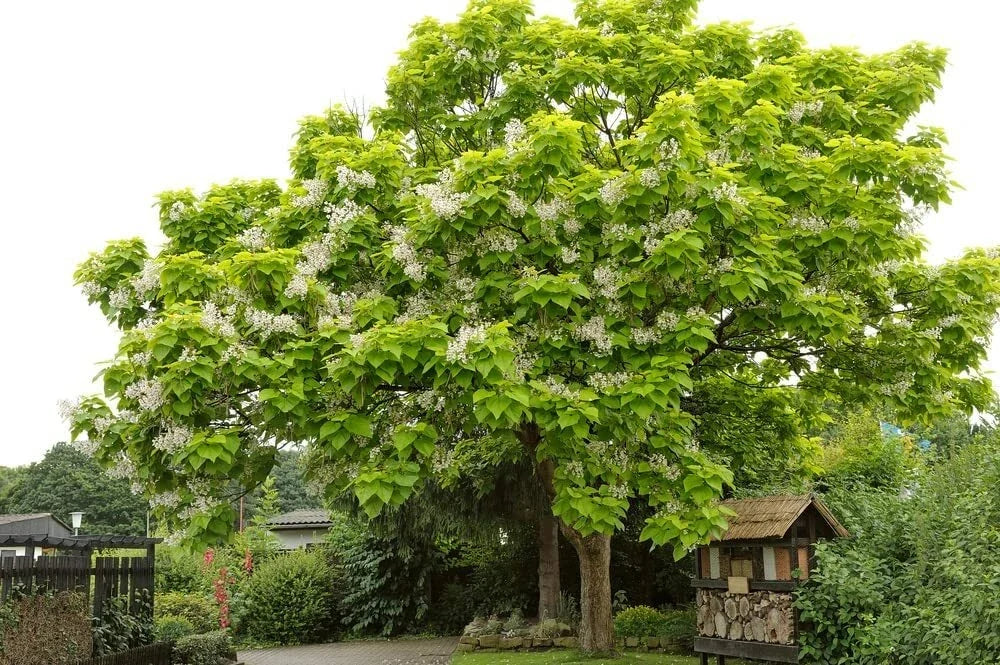 Catalpa Tree Seeds 50 Pack for Planting - Large Leaves & White Flowers - Catalpa speciosa