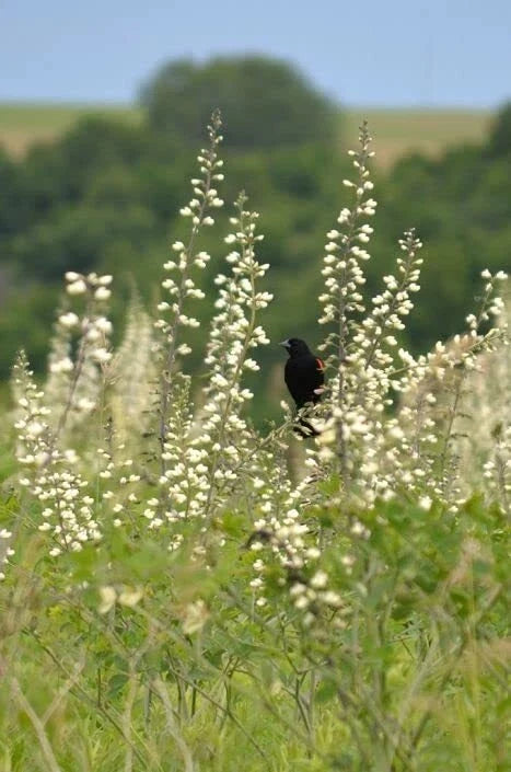 Wild White Indigo Seeds - Baptisia alba - Native Perennial Plant for Pollinators & Drought Tolerance