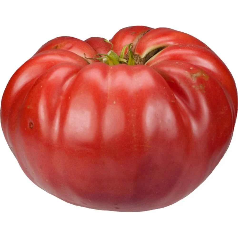 Giant Belgium Seeds - 25 Organic Heirloom Capsicum annuum for Garden Planting, Full Sun, Bushy Annual Vegetables