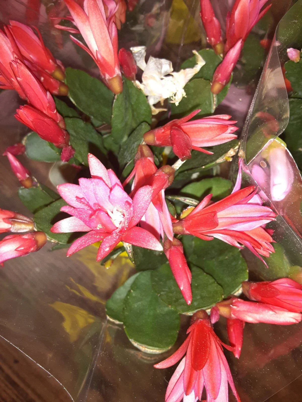 Dark Pink Magenta Easter Cactus Cutting - Schlumbergera spp. Live Plant Propagation