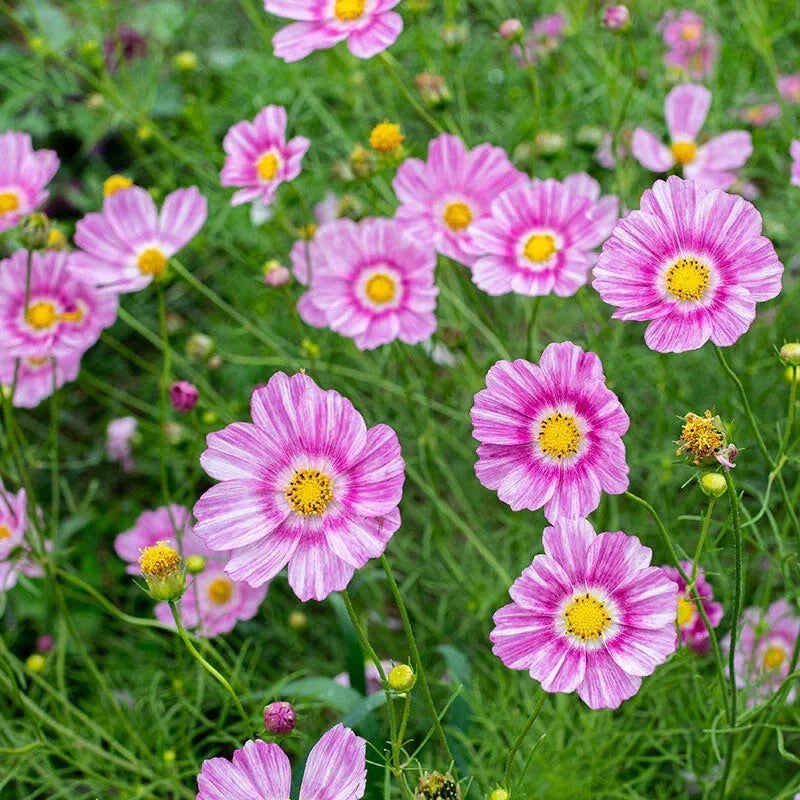 Happy Ring Cosmos Seeds Pack – Over 200 Cosmos bipinnatus Flower Seeds for Garden, Borders & Containers