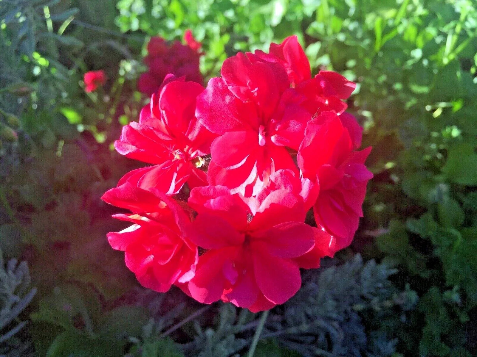 Ivy Geranium Cuttings Hot Pink – Unrooted Trailing Pelargonium peltatum for Hanging Baskets, Containers, Garden