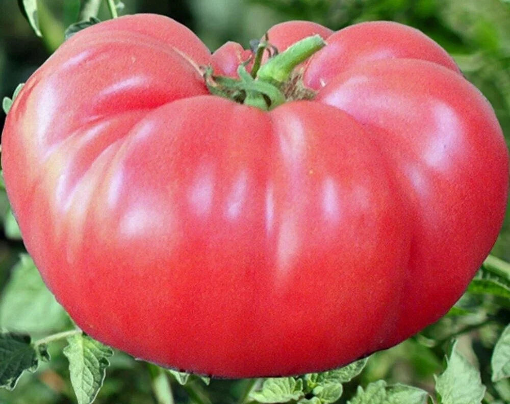 Pink Brandywine Tomato Seeds - Indeterminate Heirloom Vegetable Seeds for Garden, 100+ Solanum lycopersicum