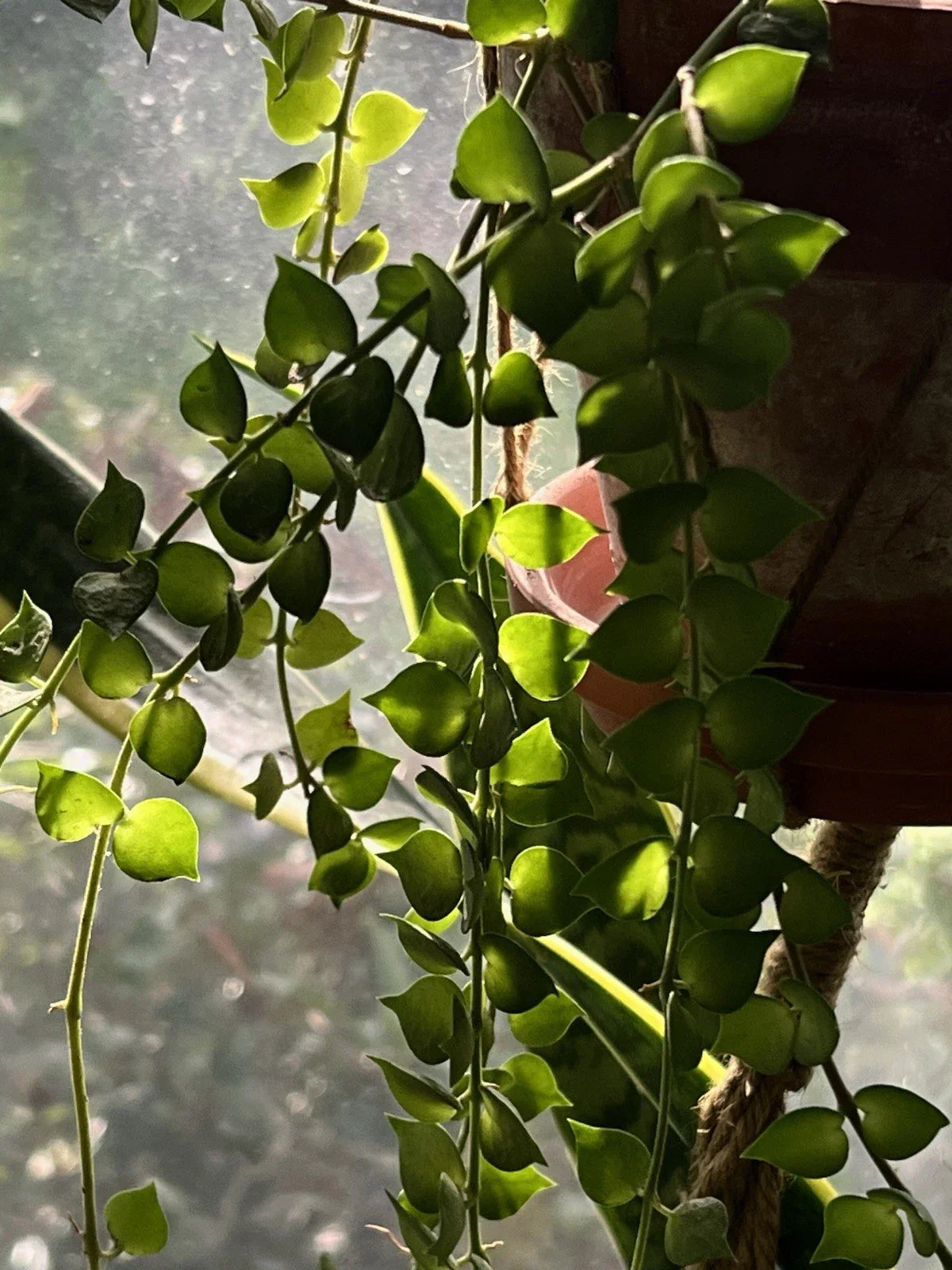 Dischidia Ruscifolia Million Hearts Plant 4" Unrooted Cutting - Unique Heart-Shaped Houseplant for Indoor Decor