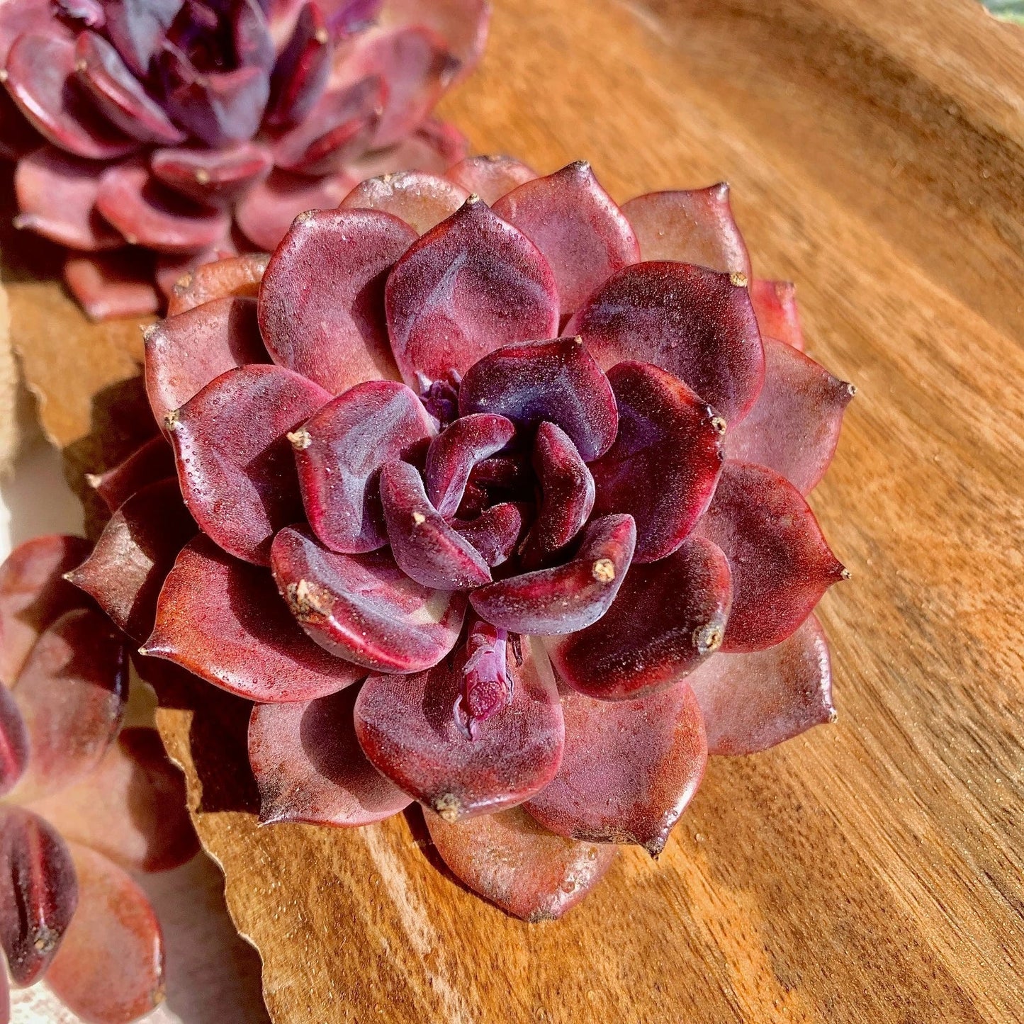 Echeveria Black Mamba Succulent Plant - Bare Root, Dark Foliage, Easy Care, Indoor & Outdoor Gardening, Rosette, Scientific Name: Echeveria 'Black Mamba'
