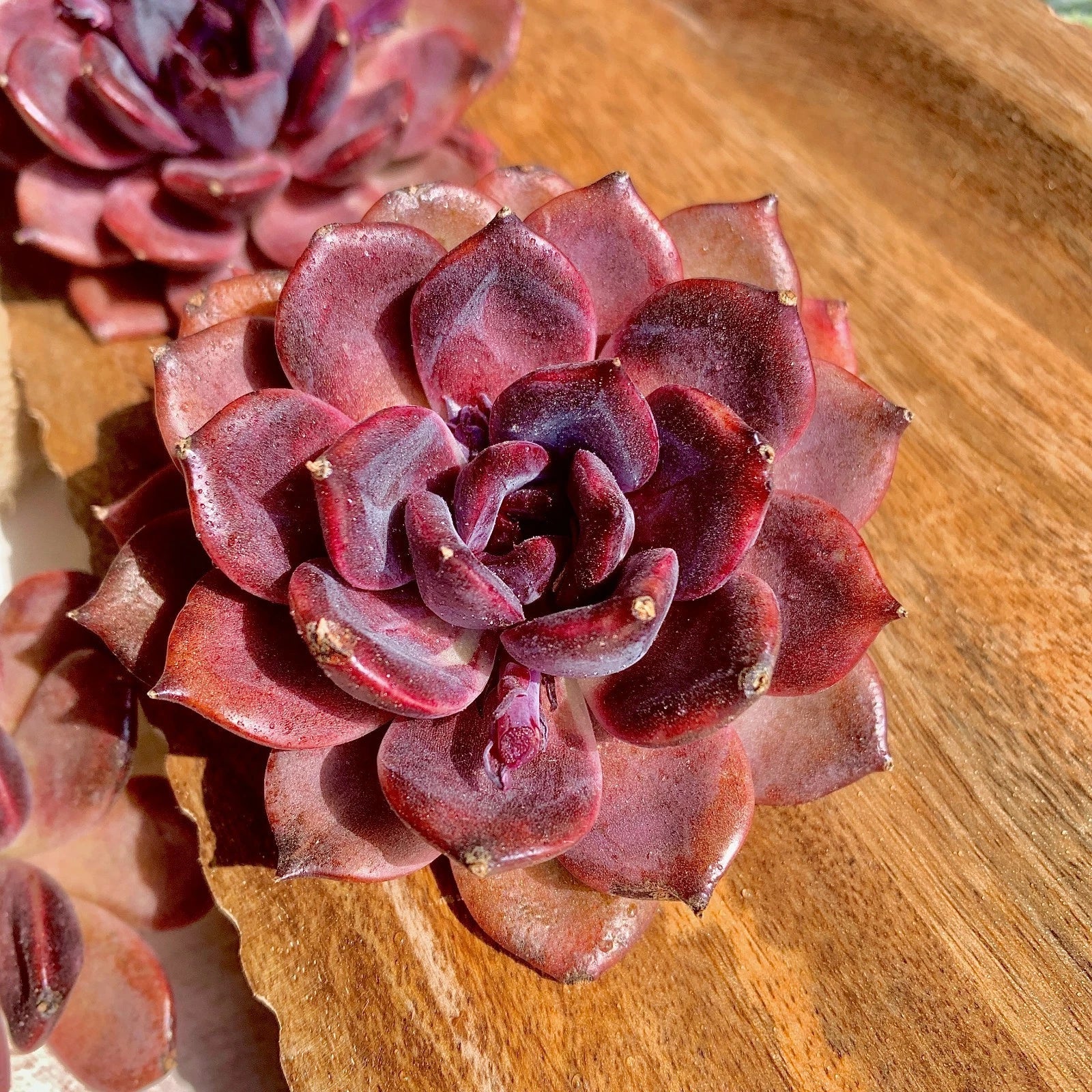 Echeveria Black Mamba Succulent Plant - Bare Root, Dark Foliage, Easy Care, Indoor & Outdoor Gardening, Rosette, Scientific Name: Echeveria 'Black Mamba'