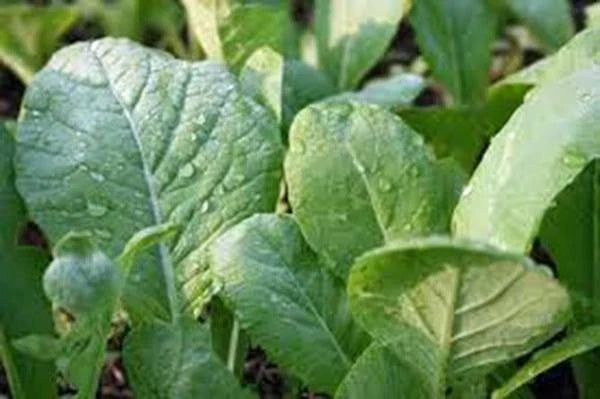 Mustard Greens Seeds Tendergreen Heirloom Non-GMO Brassica juncea Pack of 25+ Seeds